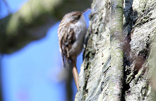 20140209 0023VAK²w [D-BS] Waldbaumläufer (Certhia familiaris), Bad Salzuflen