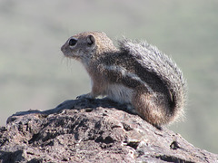 Picacho Peak Squirrel