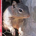 Jerome Squirrel
