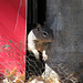 Jerome Squirrel