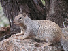 Fossil Creek Squirrel