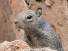 Fossil Creek Squirrel