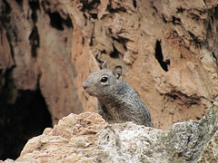 Fossil Creek Squirrel