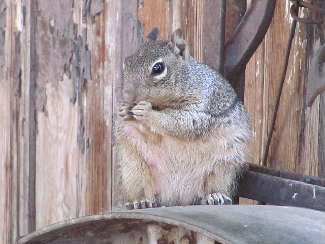 Jerome Squirrel