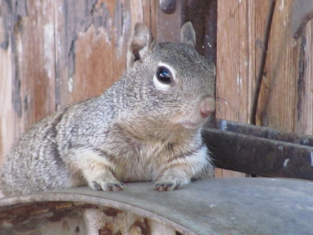 Jerome Squirrel