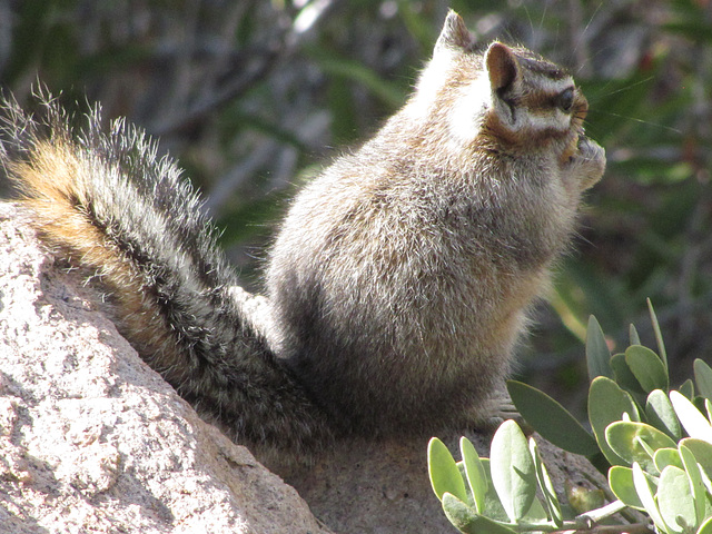 Superstition Chipmunk