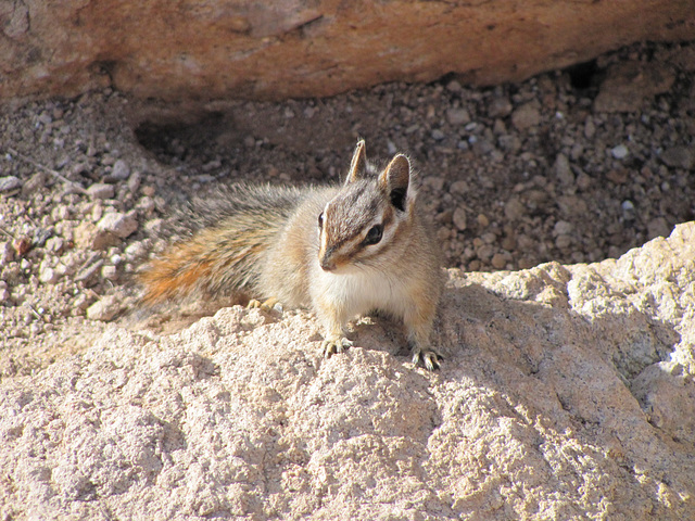 Superstition Chipmunk