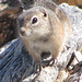 Squaw Peak Squirrel
