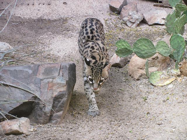 Ocelot