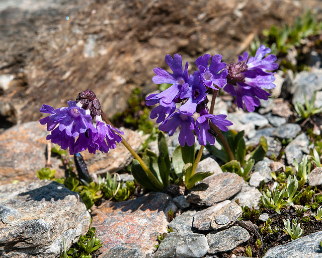 Primula glutinosa - 2012-07-16-_DSC0947