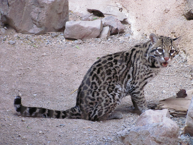 Ocelot