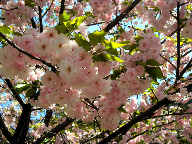 Mountain sakura