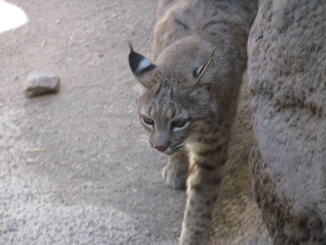 Bobcat