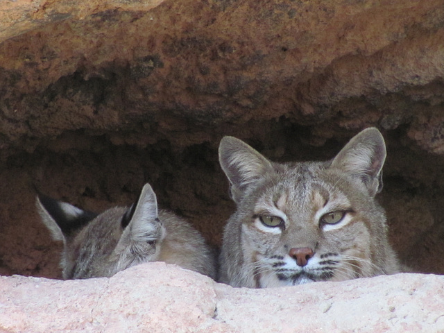 Bobcats