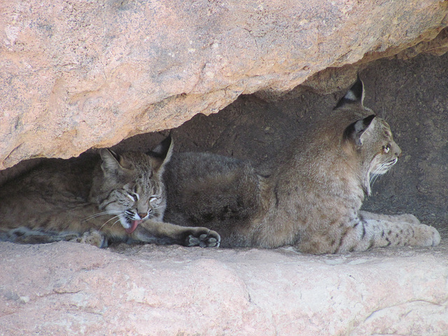 Bobcats