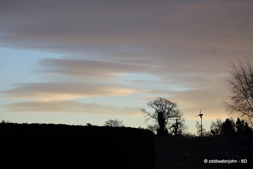 The Old Tree at Dawn