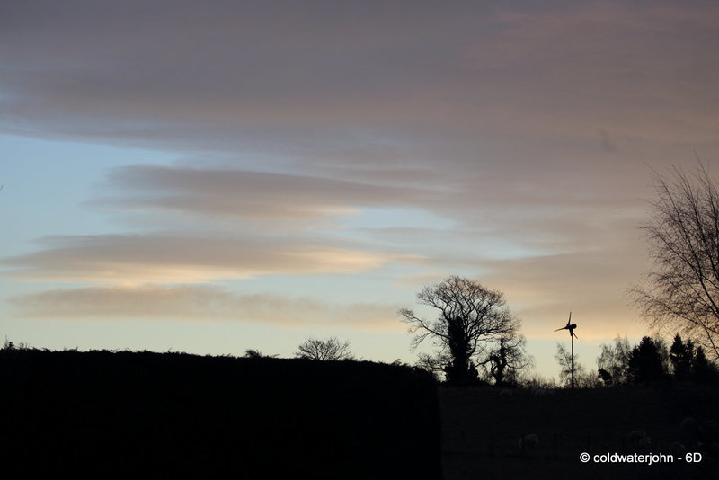 The Old Tree at Dawn