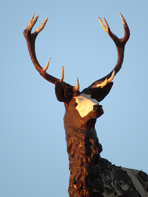 bald faced stag, east finchley, london