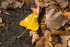 Herbst DSC03616