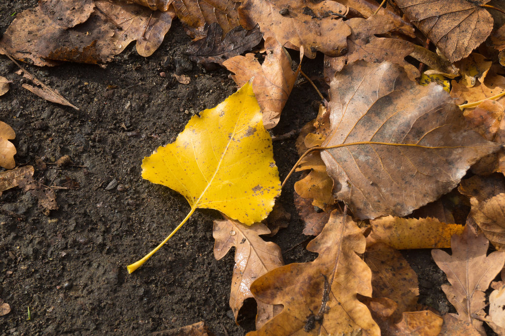 Herbst DSC03616