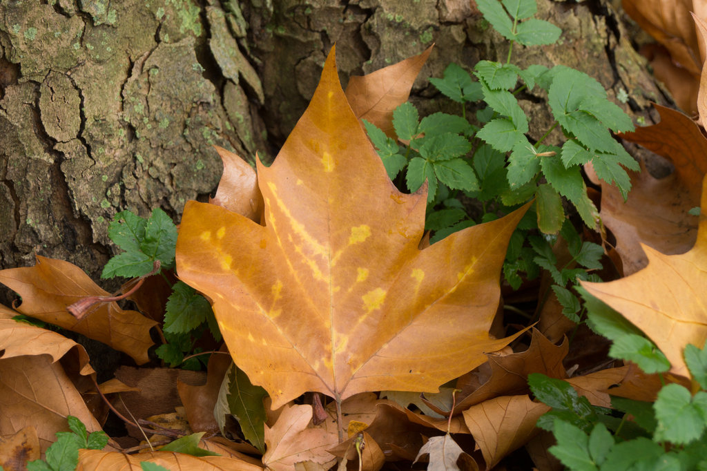 Herbstlaub DSC03620