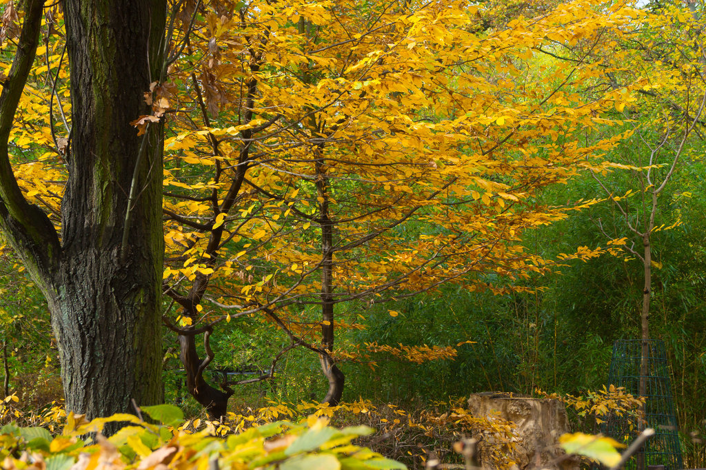 Herbst DSC03617