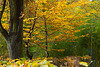 Herbst DSC03617