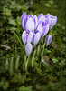 Crocus en famille