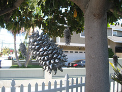 Silver Pinecone