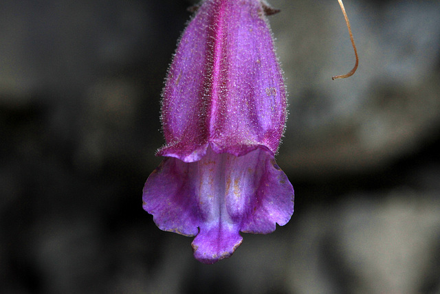 Broad-leaved Penstemon