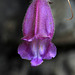 Broad-leaved Penstemon