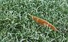 Frosty Grass with Leaf