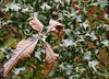 Frosty Holly with Horse Chestnut Leaf