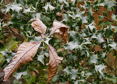 Frosty Holly with Horse Chestnut Leaf