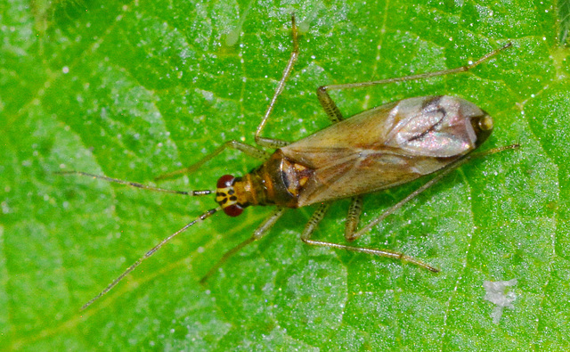 Dicyphus species