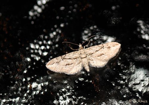 Cypress Pug Eupithecia phoeniceata