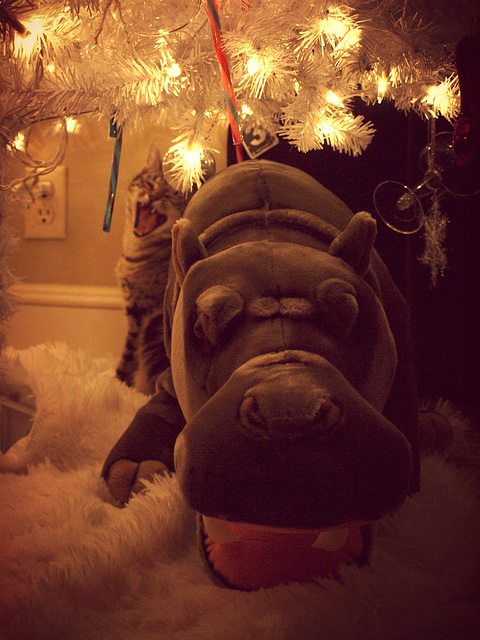 I got a hippopotamus for Christmas!
