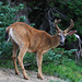 Columbian Black-tailed Deer