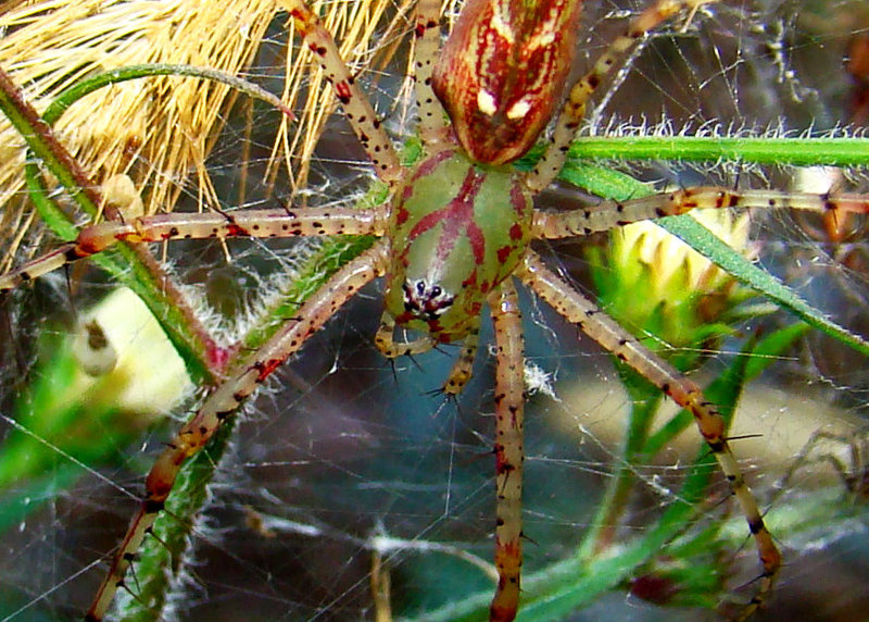 Green Lynx Spider