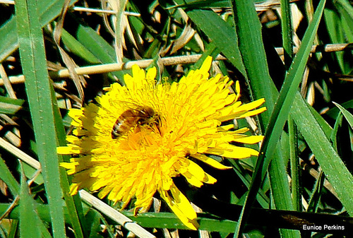 Bee on a dandelion