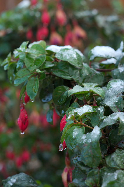 Frosty Fuchsia