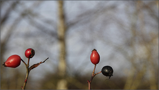 En rouge et noir