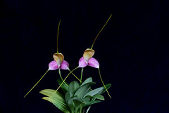 Masdevallia caudata