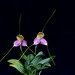 Masdevallia caudata