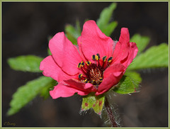 Potentilla