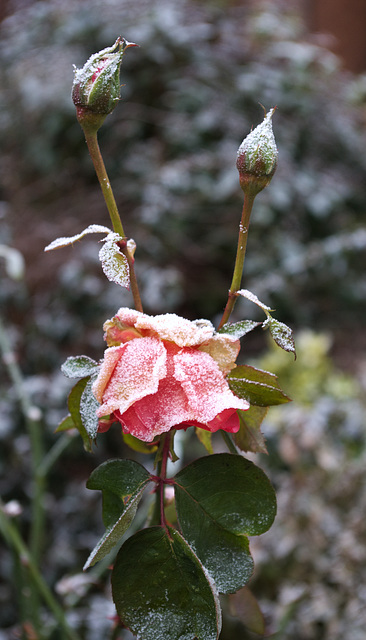 Frosted Rose