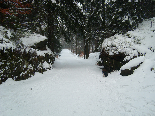 Winter  im Zittauer Gebirge