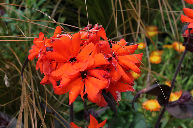 Haute-Culture- Lychnis 'Scarlet O'Hara