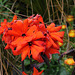 Haute-Culture- Lychnis 'Scarlet O'Hara