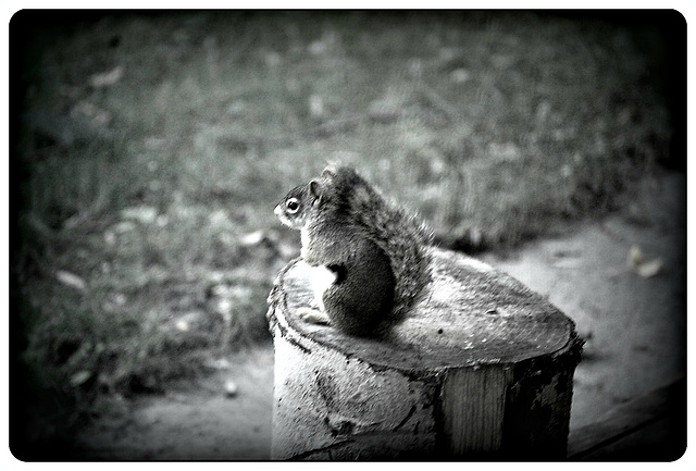 A Chipmunk meditation